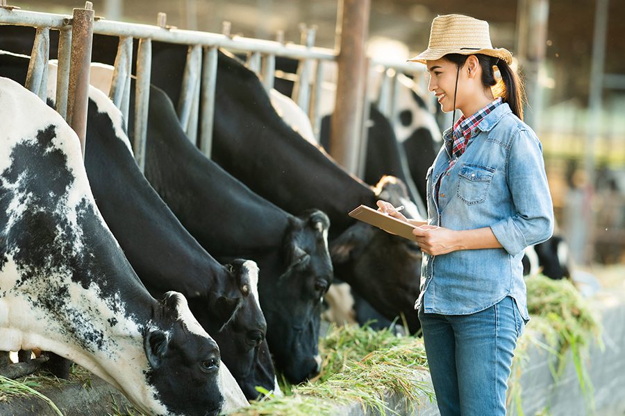 Livestock Mortality Insurance - Farmer Recording Data on Her Tablet of Dairy Cows in Stalls on a Farm