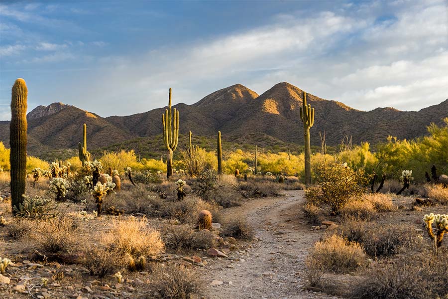 Contact - View of an Empty Dirt Road in the Desert Surrounded by Cacti and Sandy Hills in Arizona