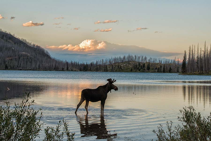 Privacy Policy - View of a Moose Standing in a Calm River in a State Park in Montana in the Evening