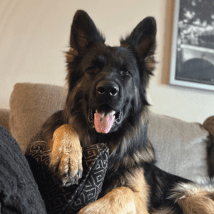 German Shepherd dog lounging on a couch with its paw resting on a decorative pillow