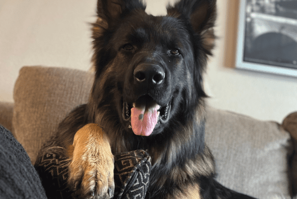 German Shepherd dog lounging on a couch with its paw resting on a decorative pillow
